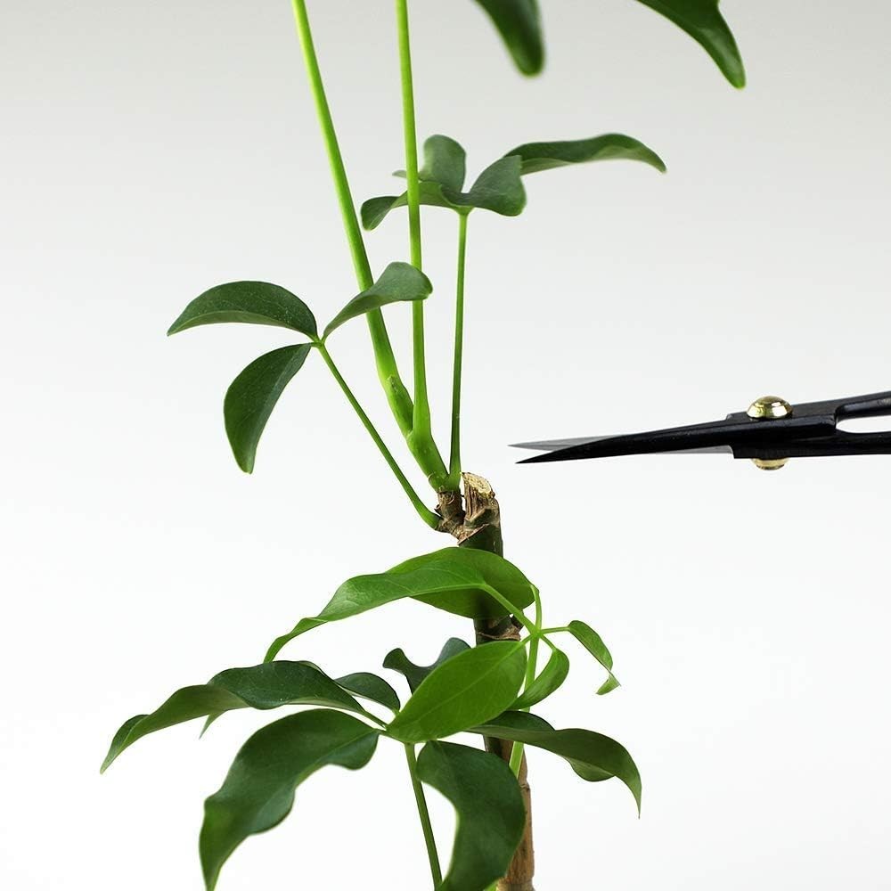 Authentic Japanese Hanafubuki Bonsai Scissors