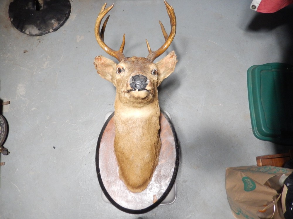 deer head mounted PICK UP ONLY! NO SHIPPING