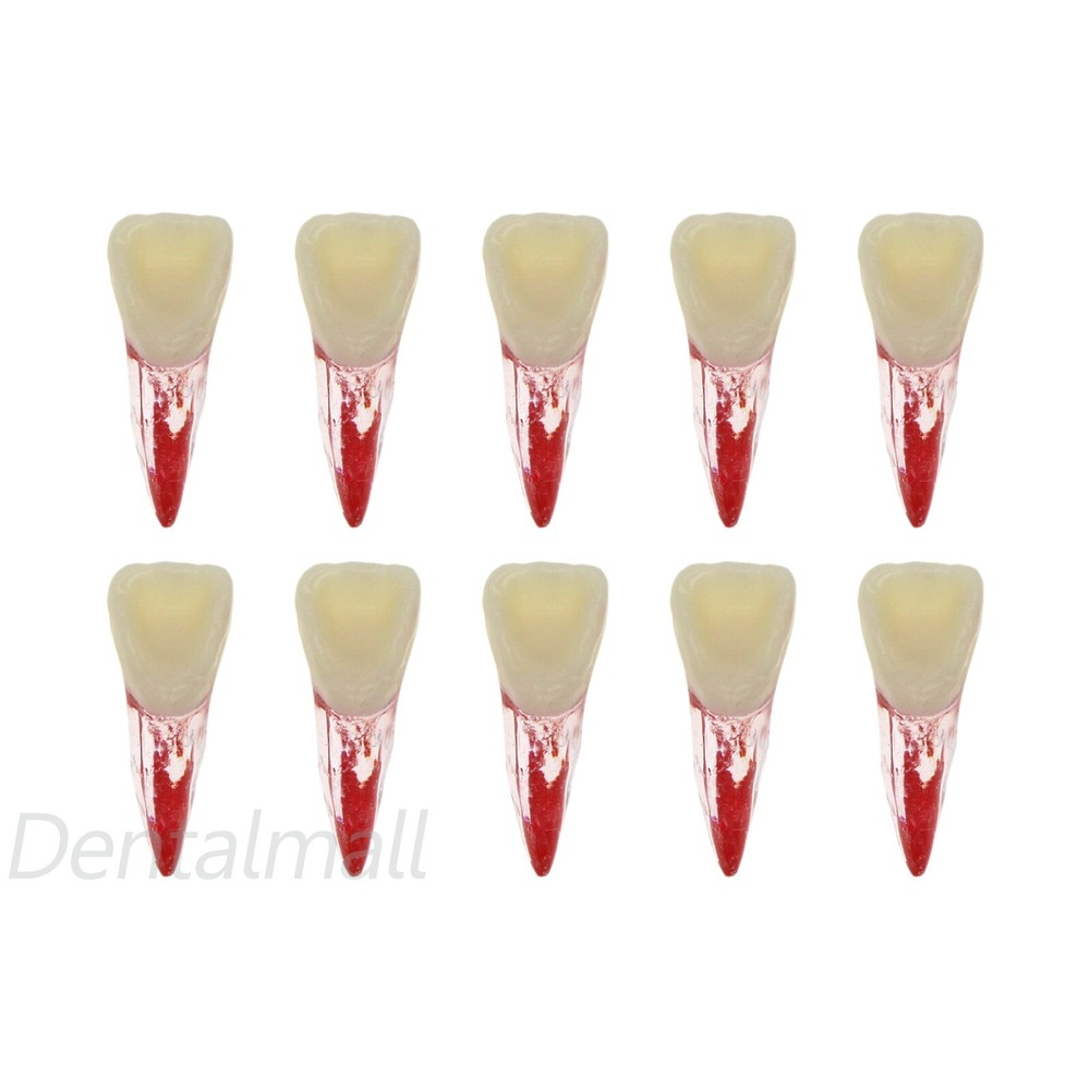 10 Size Dental Root Canal Practice Model Teeth for Pulp Study RCT Endo File