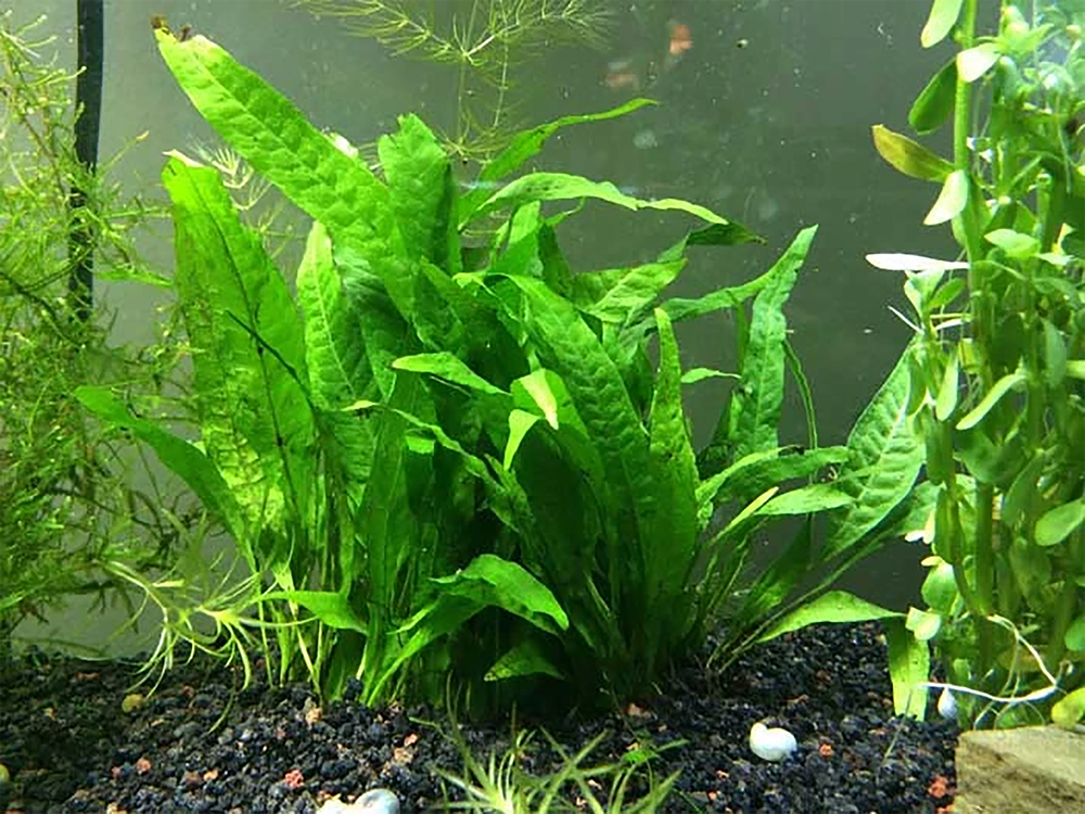 BUY 2 GET 1 FREE Java Fern on HALF Mat Live Aquarium Plants