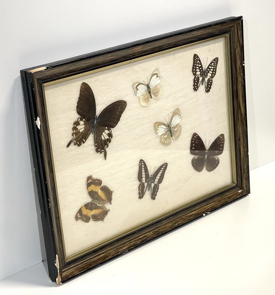 Vintage Butterfly Specimens Framed