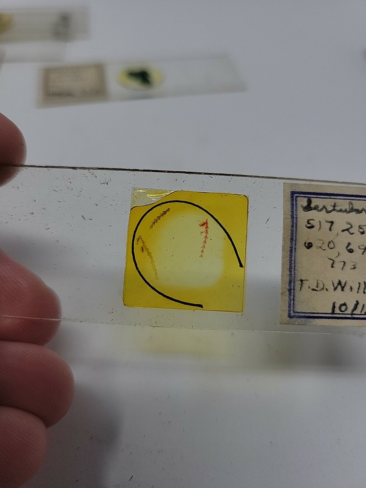 Vintage Microscope Slide 1940