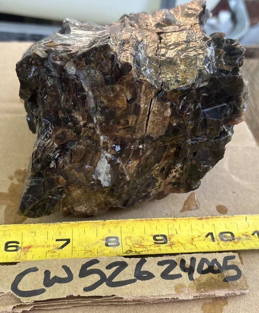 Colorful petrified wood