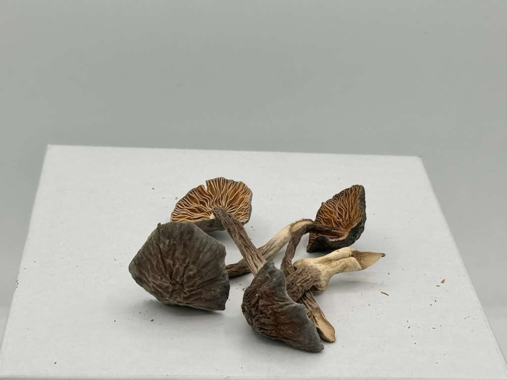 Thermecide dried Mushroom (Termite) 1 LB