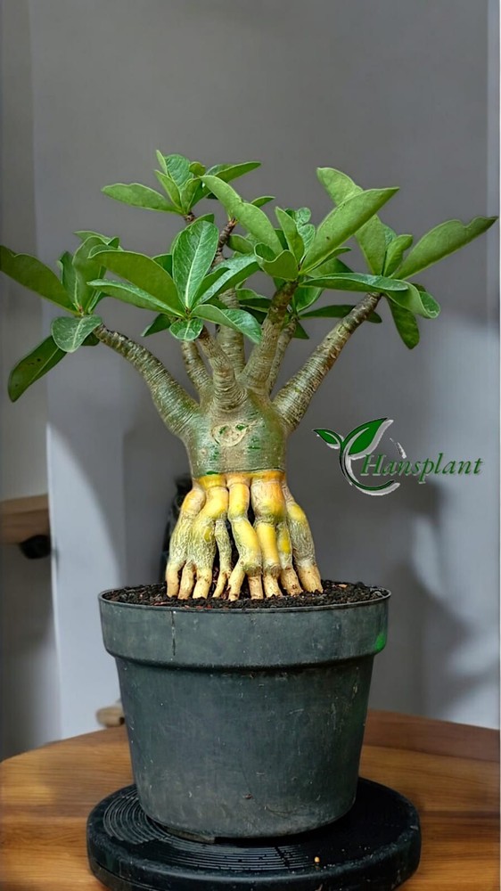Adenium Golden Root Long Codex Arabicum free Phytosanitary