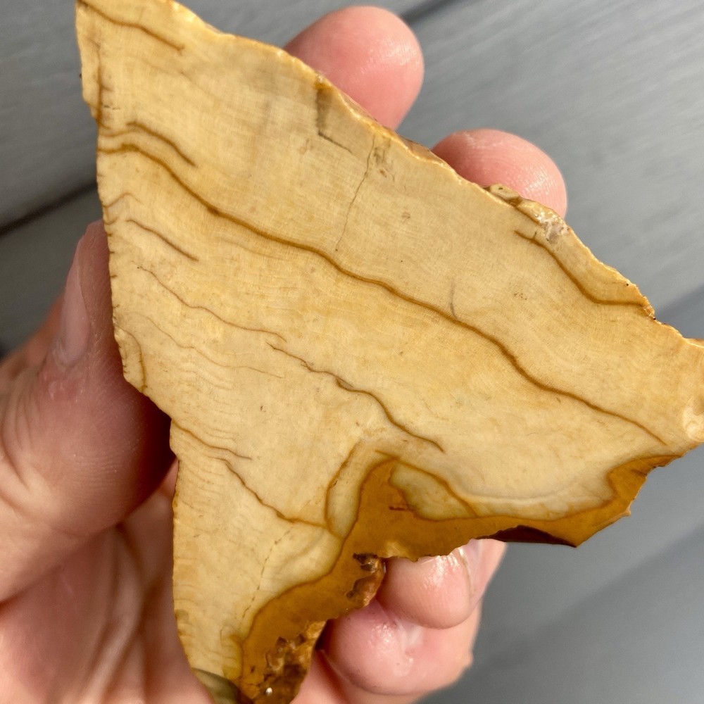 Custard Petrified Wood Rough 4.81 Oz