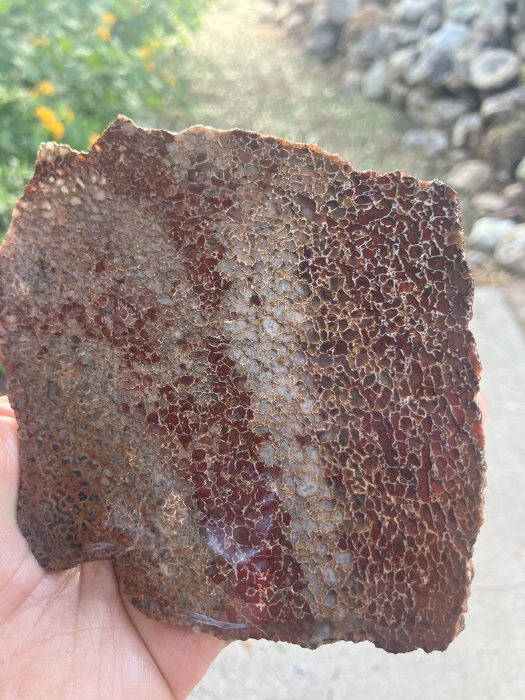 Dinosaur Bone Slab