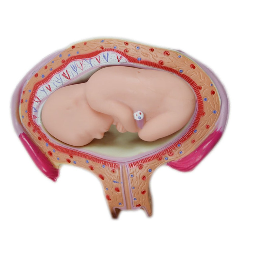 8Pcs PVC Human Anatomical Pregnancy Embryonic Development Process Teaching Model