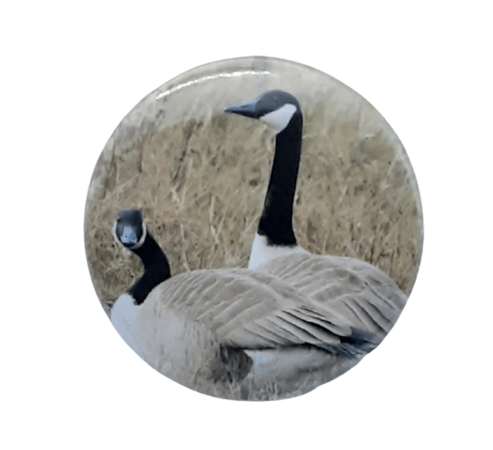 Canada Geese[ 2.25 inch  ]