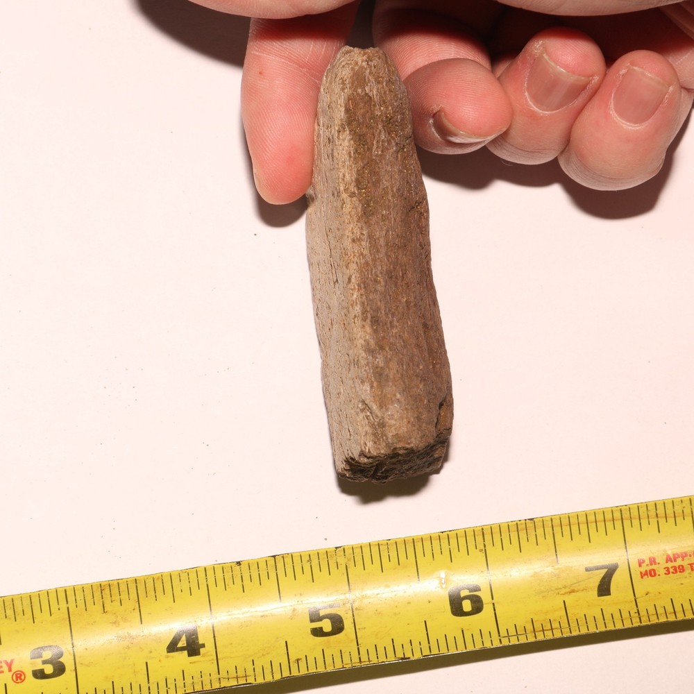 Triceratops Frill Section - CRETACEOUS Hell Creek Formation - Beautiful Chunk