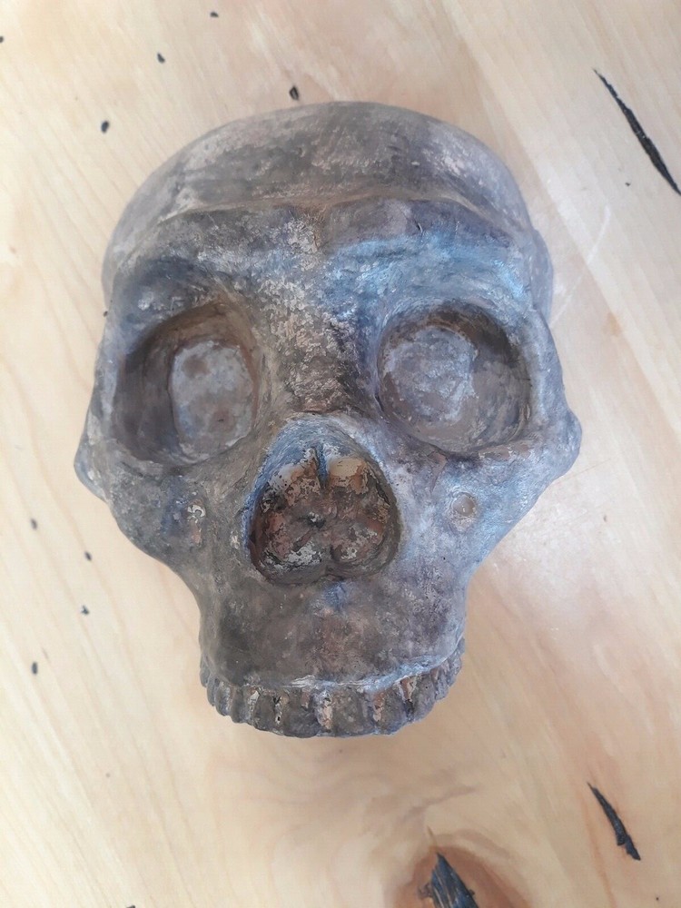 Neanderthal  Skull   Full Scale Sized Wall Art