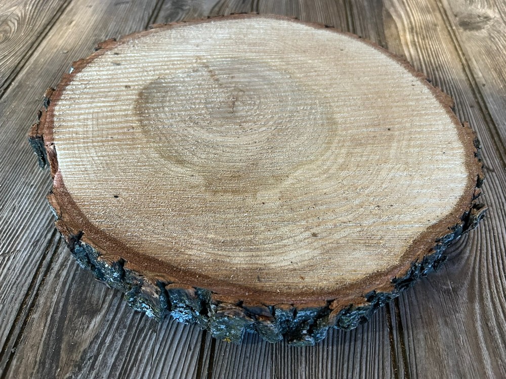 Maple Log Slice Approximately 10 Inches Diameter