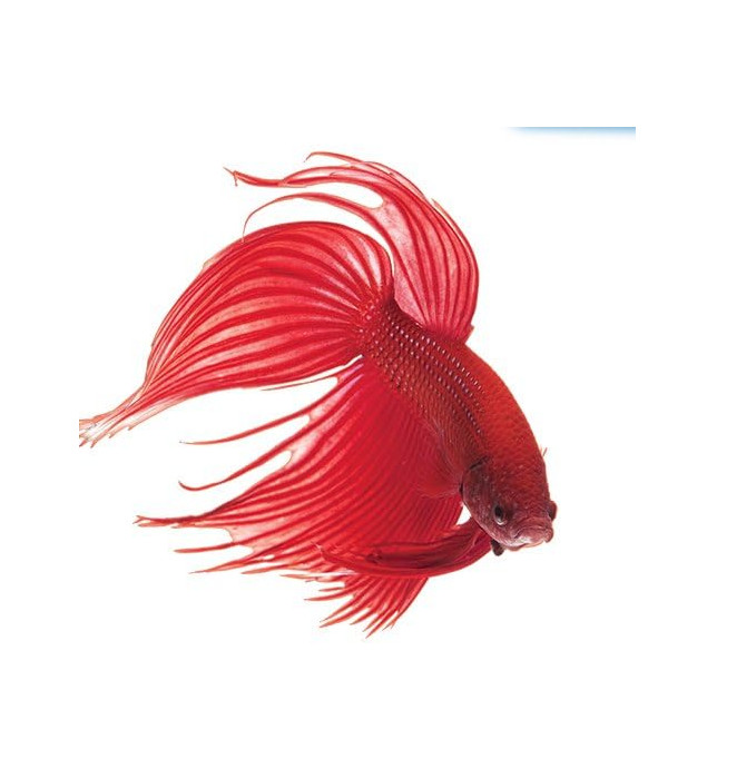 API Bettafix Betta Medication – 1.7 oz (93B)