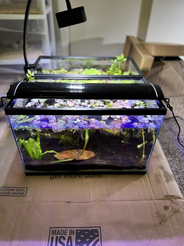 Glass Rectangular Freshwater Aquarium Fish Tank Setup w/ Plants & LED Light