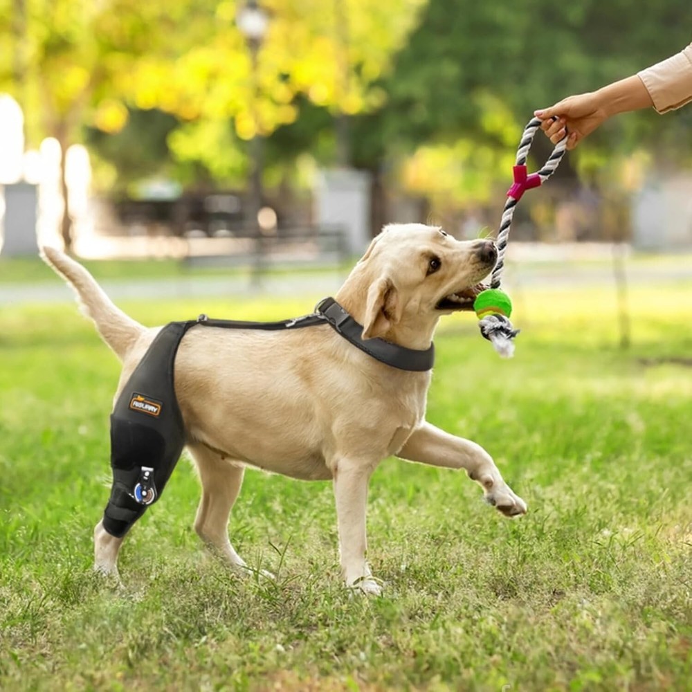 NEW CHAMIN/RISURRY Adjustable Dog Knee Brace with Extra Collar EXTRA LARGE LEFT