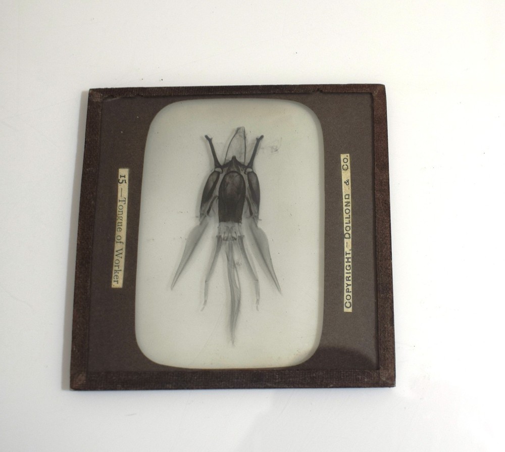 BEEKEEPING Photograph WORKERS TONGUE C1910 Magic Lantern Slide EDWARDIAN
