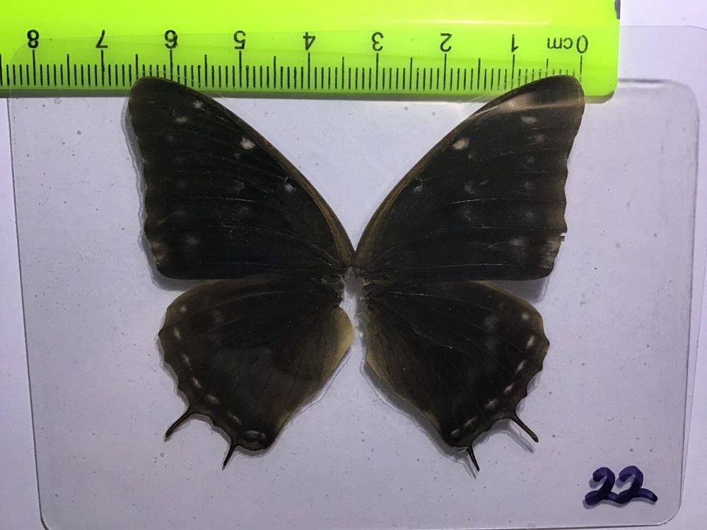 UAC 22  A+/ A  Charaxes   SALE