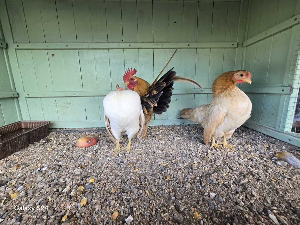 6++ Extreme Malaysian Serama Chicken Hatching Eggs (micro)