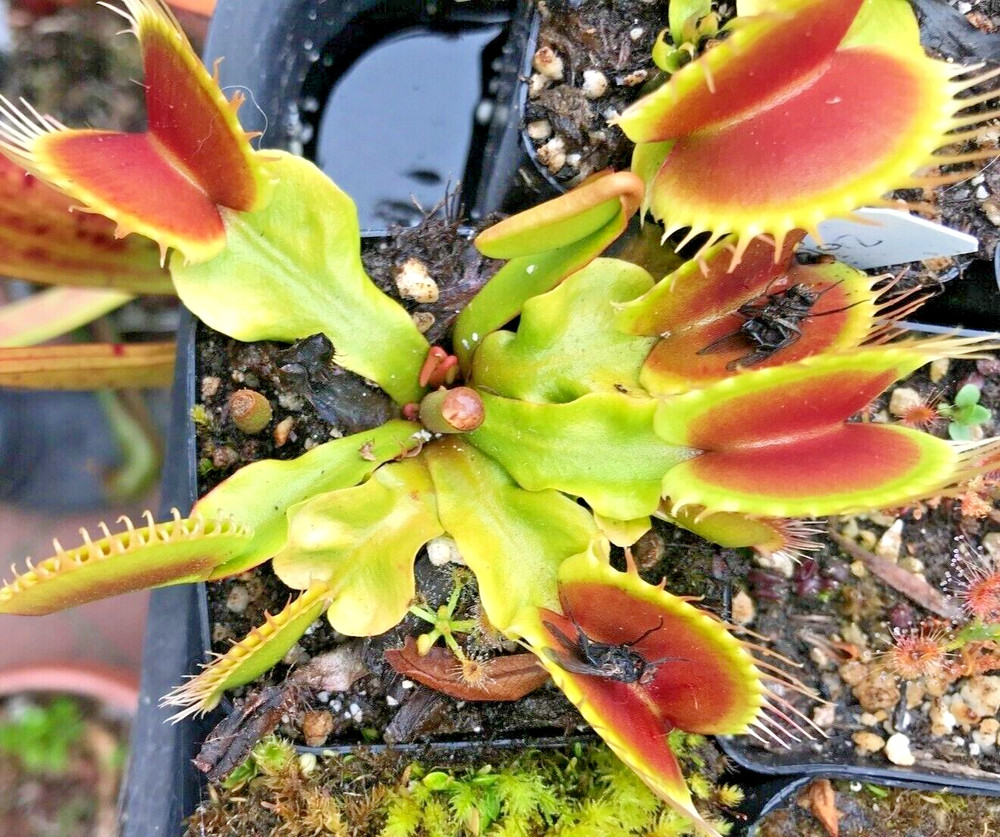 Venus Flytrap SD Kronos Dionaea Muscipula GROWS HUGE