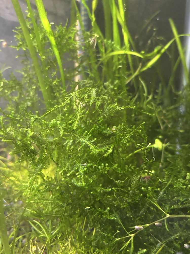 Aquarium Moss Weeping Moss Christmas Moss