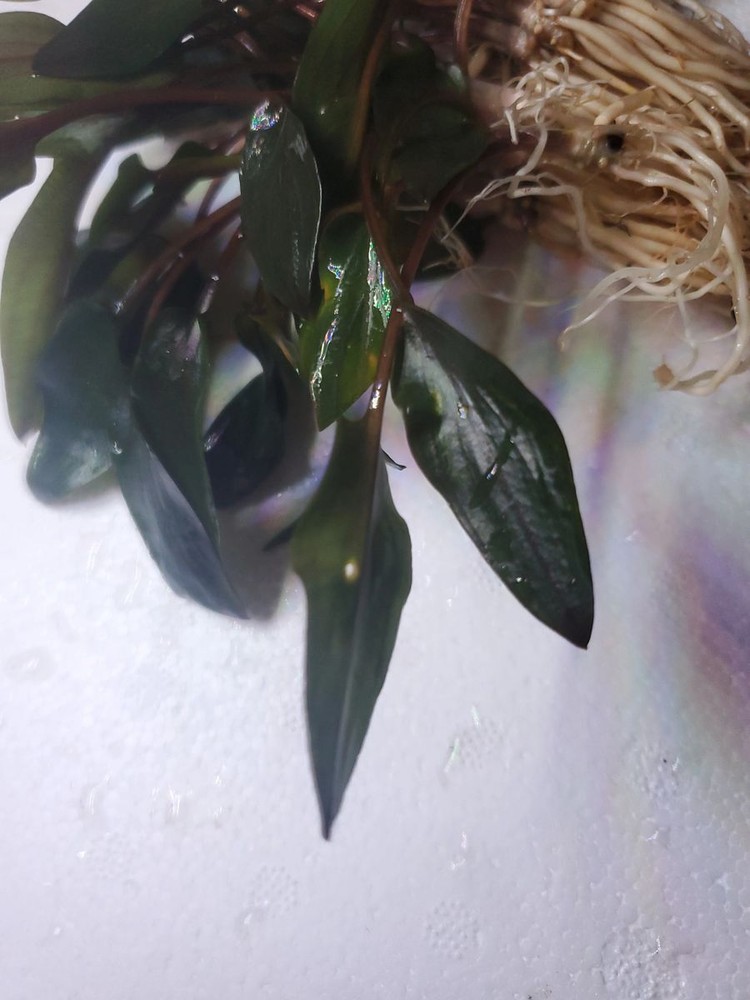Cryptocoryne Wendtii Red