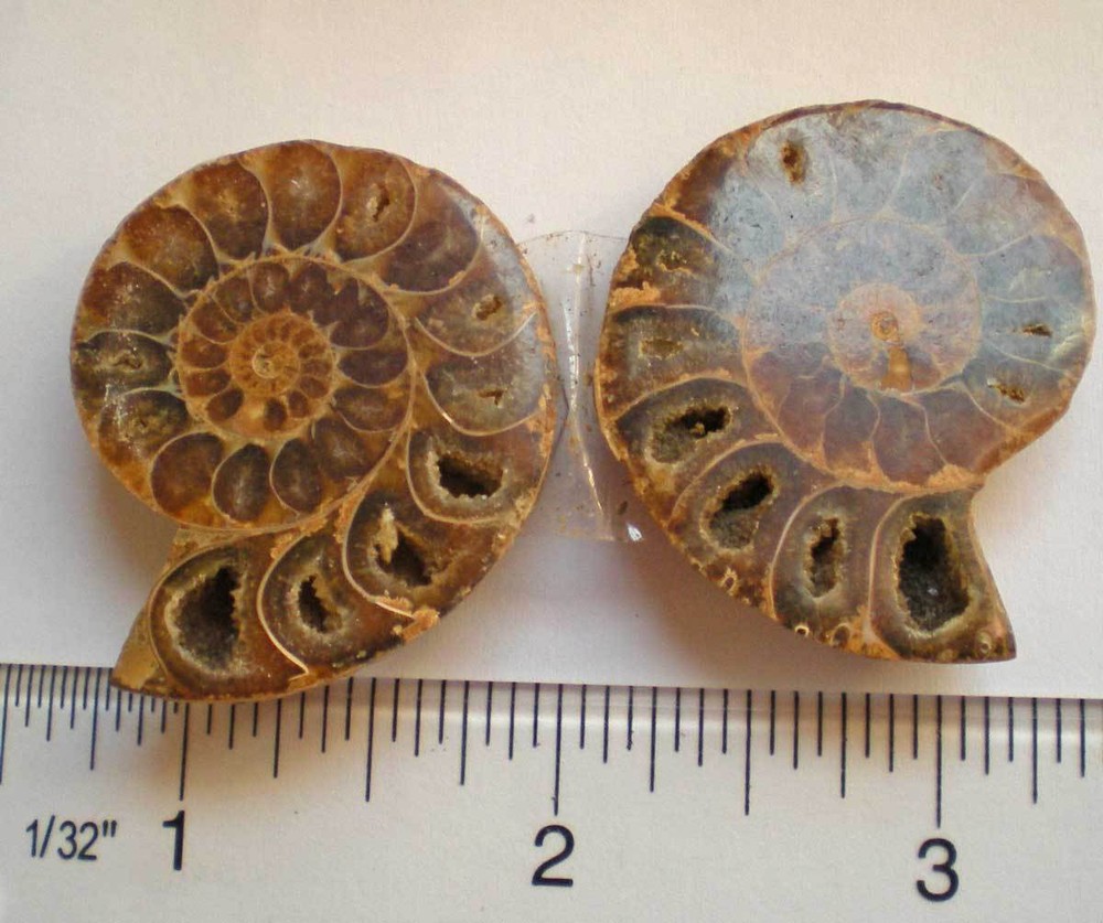 Opalized Ammonite Specimen from Madagascar r976a