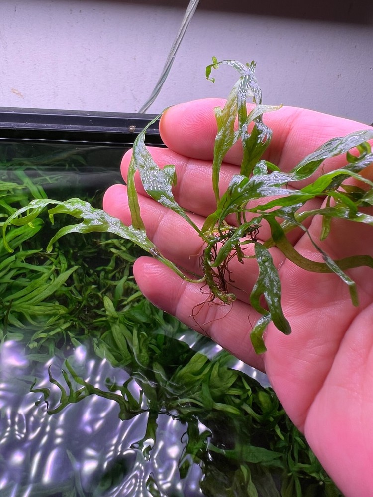 Java Fern Mini Trident Rare Live Aquarium Plant