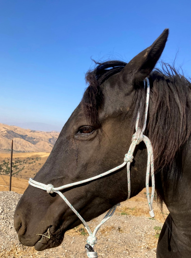 Rope Halter & 8ft Lead, Average Horse