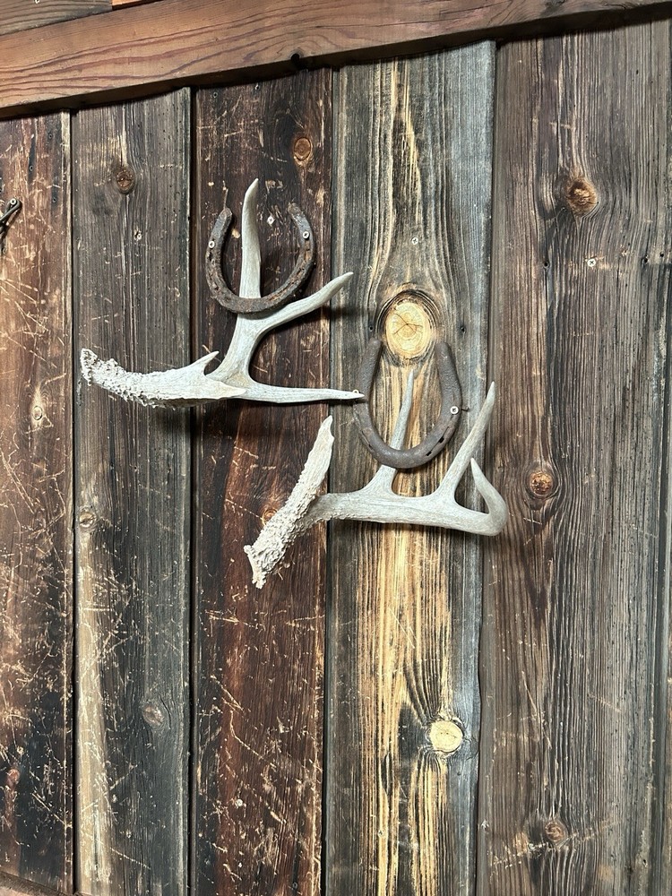 Trophy Class Coues Whitetail Deer Sheds ~ Deer Antlers