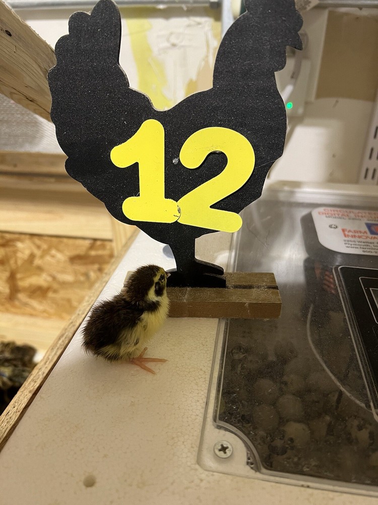 12+ Tuxedo Coturnix Hatching Eggs By Buddy’s Hatchery