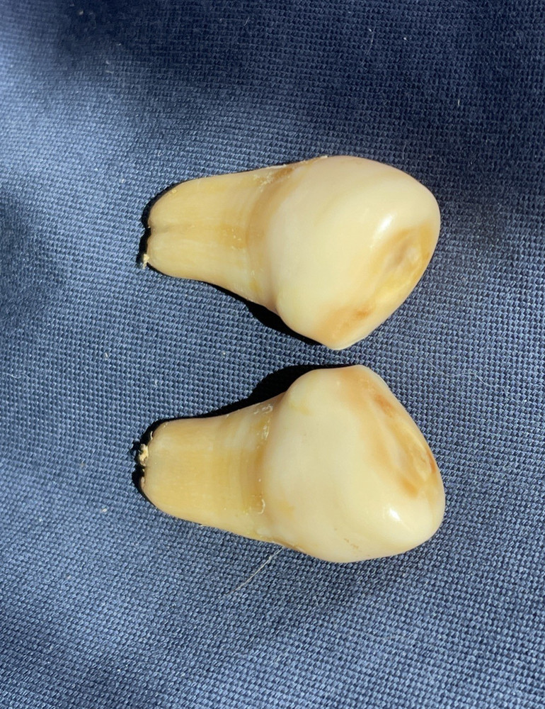 Elk ivory teeth Set of 2 matching