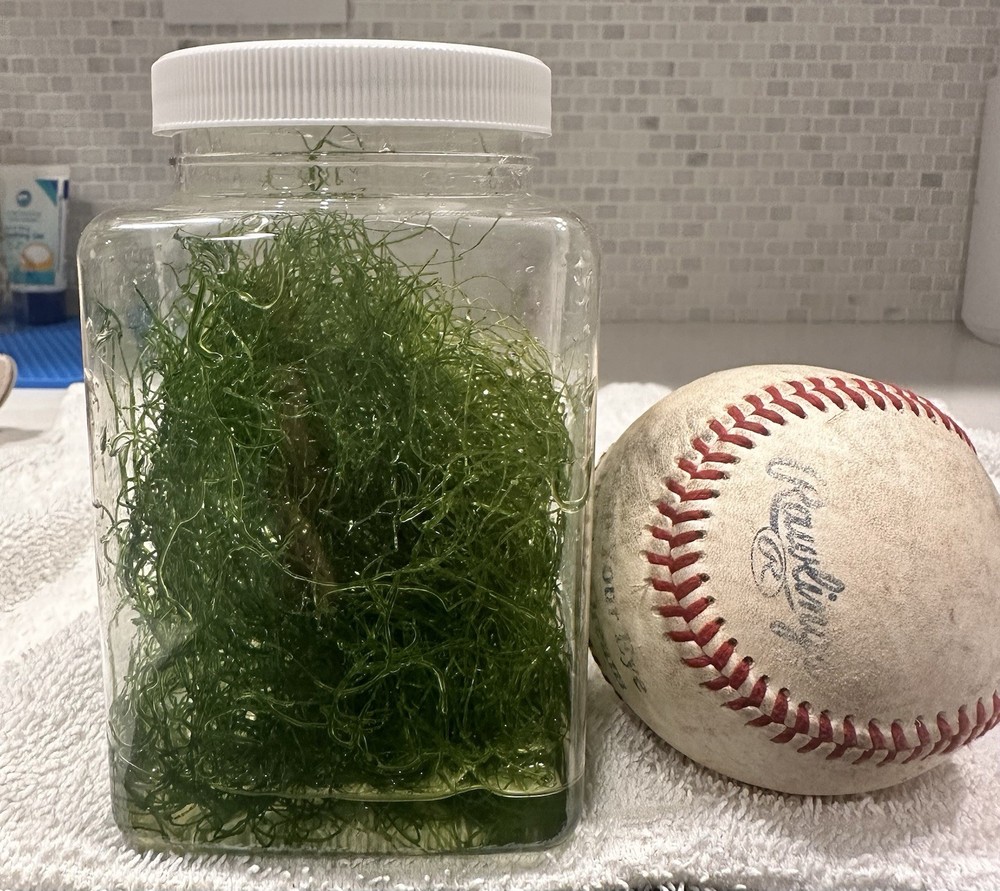 1 Cup of Chaetomorpha Macro Algae Chaeto nutrient Export