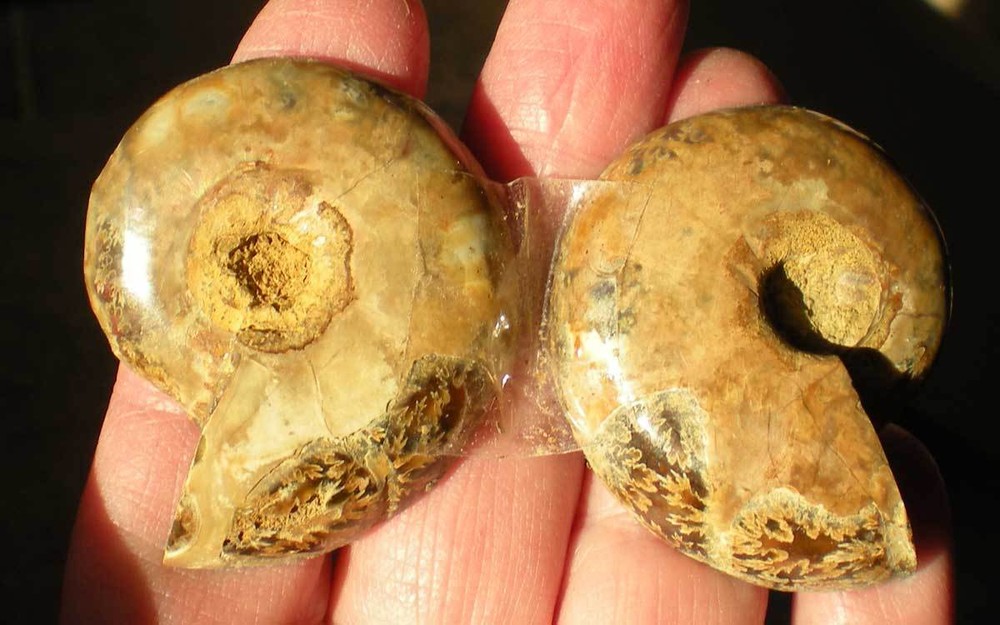 Opalized Ammonite Specimen from Madagascar r976a