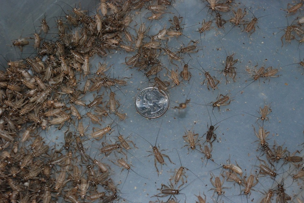 1000 LIVE 3/4" sized banded crickets. Medium/Large.