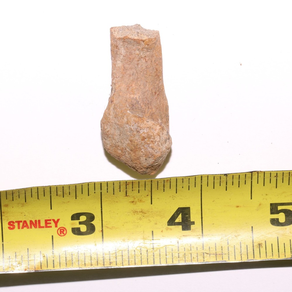 Dinosaur Chevron Bone End Piece - Hell Creek Formation Cretaceous