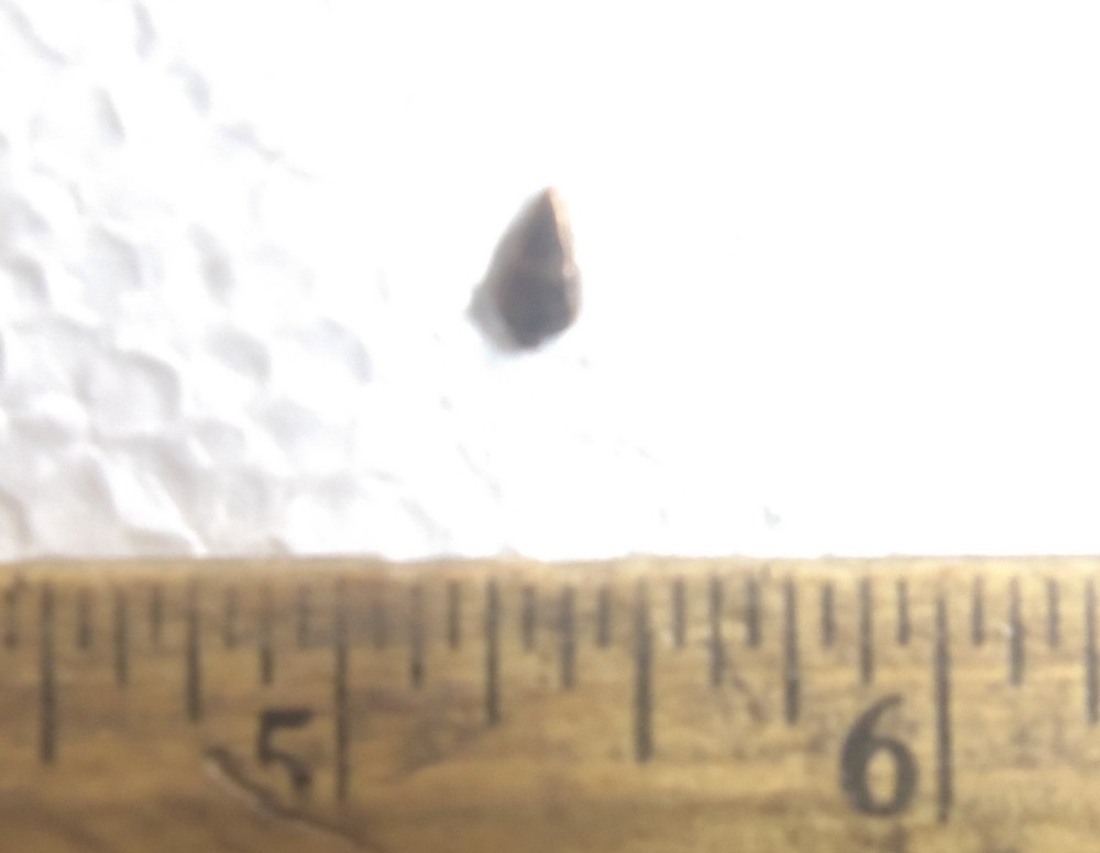 Bronze Arrow Head Ribbon Attachment
