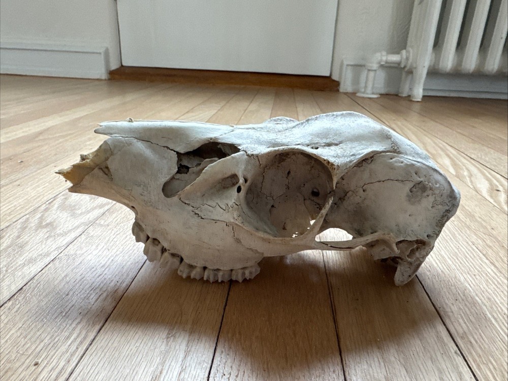 Animal Skull ? Deer Real