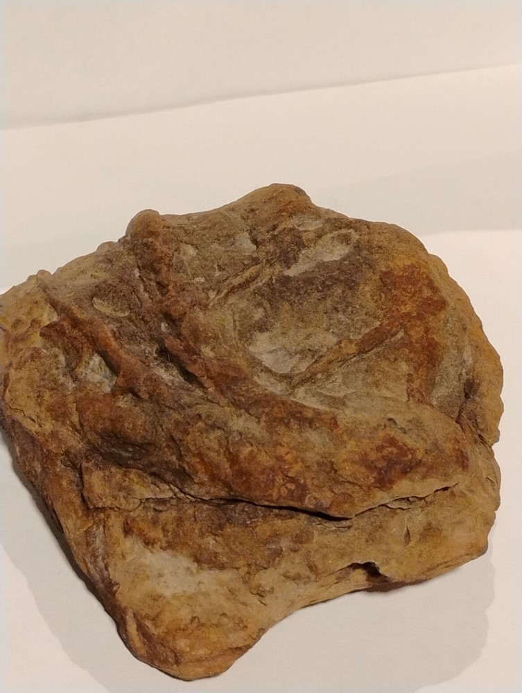 Prehistoric Fossil Specimen 100% Authentic