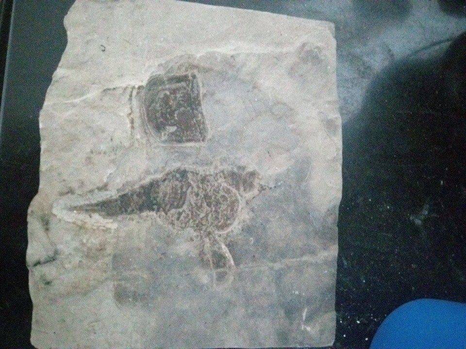 Fossilized Eruptured