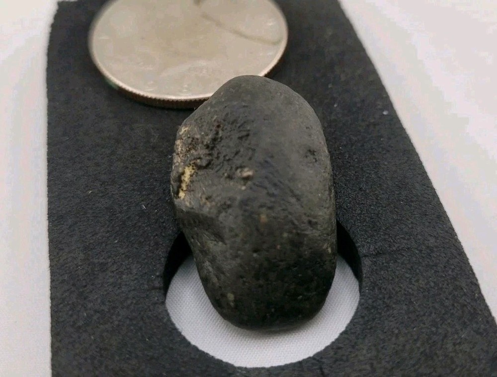 Real Permineralized Reptile Egg Fossil Lizard 🦎