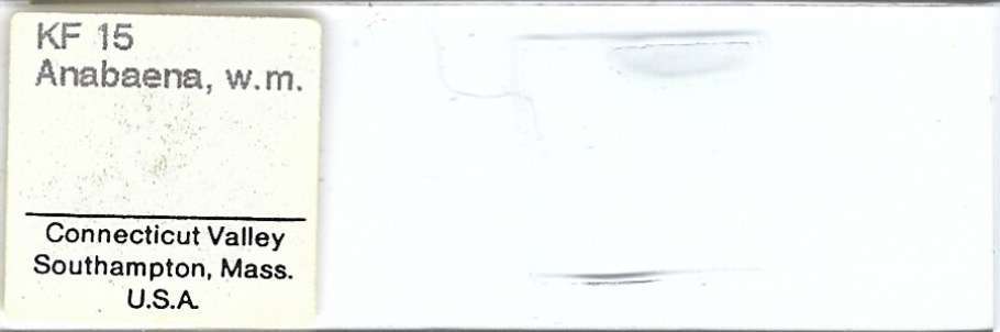 Anabaena w.m. Microscope Slide