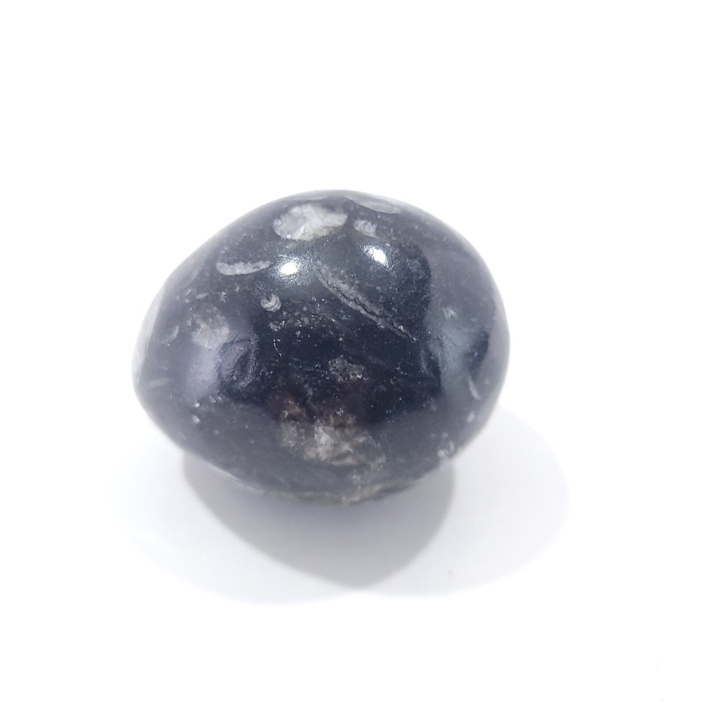 Orthoceras Fossil Egg