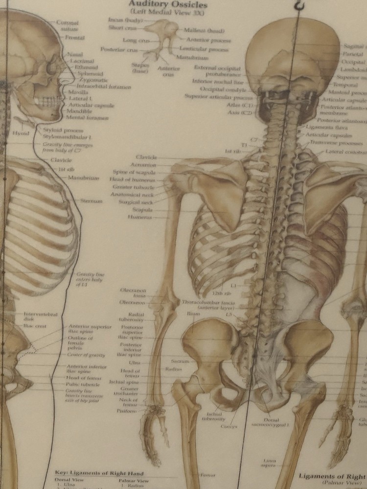 Skeletal System Anatomical Chart Poster ￼ Laminated Learning 20x26 Skeleton B24