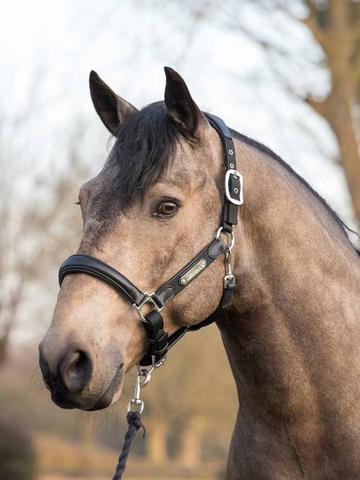 LeMieux Capella Headcollar - Black
