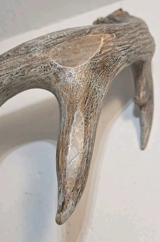 6 Point Deer Antler Wall Mount Antler Decor