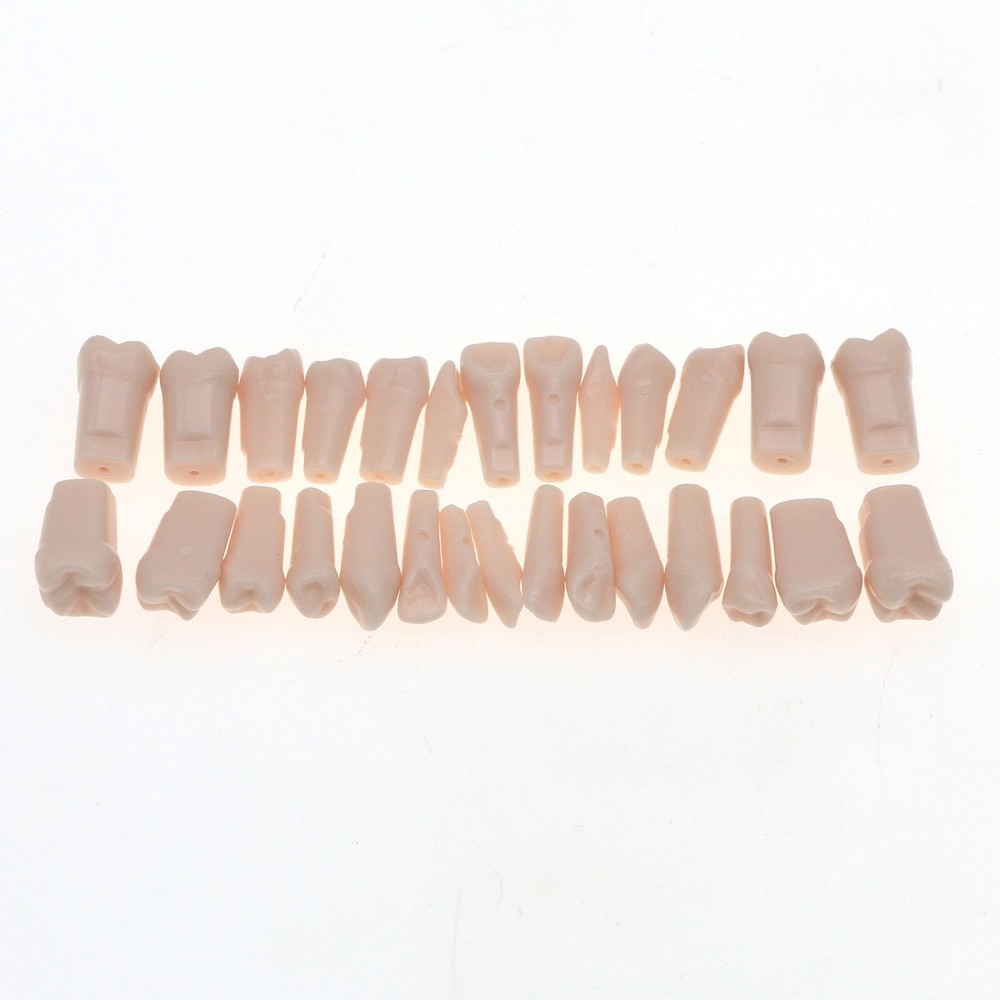 US 28/32Pcs Removeable Teeth Fits Kilgore NISSIN 200/500 Type For Teaching Study