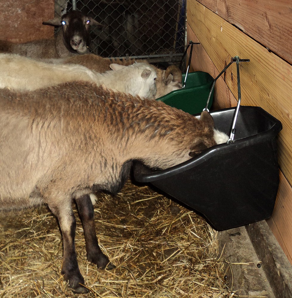 Little Giant 20 Quart Better Bucket