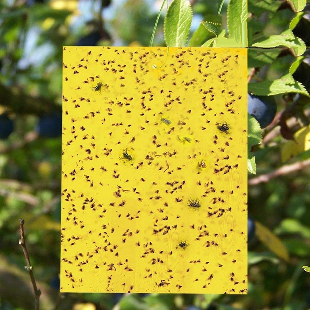 20 Pcs Bug Trap Killer Strong Paper Sticky Glue