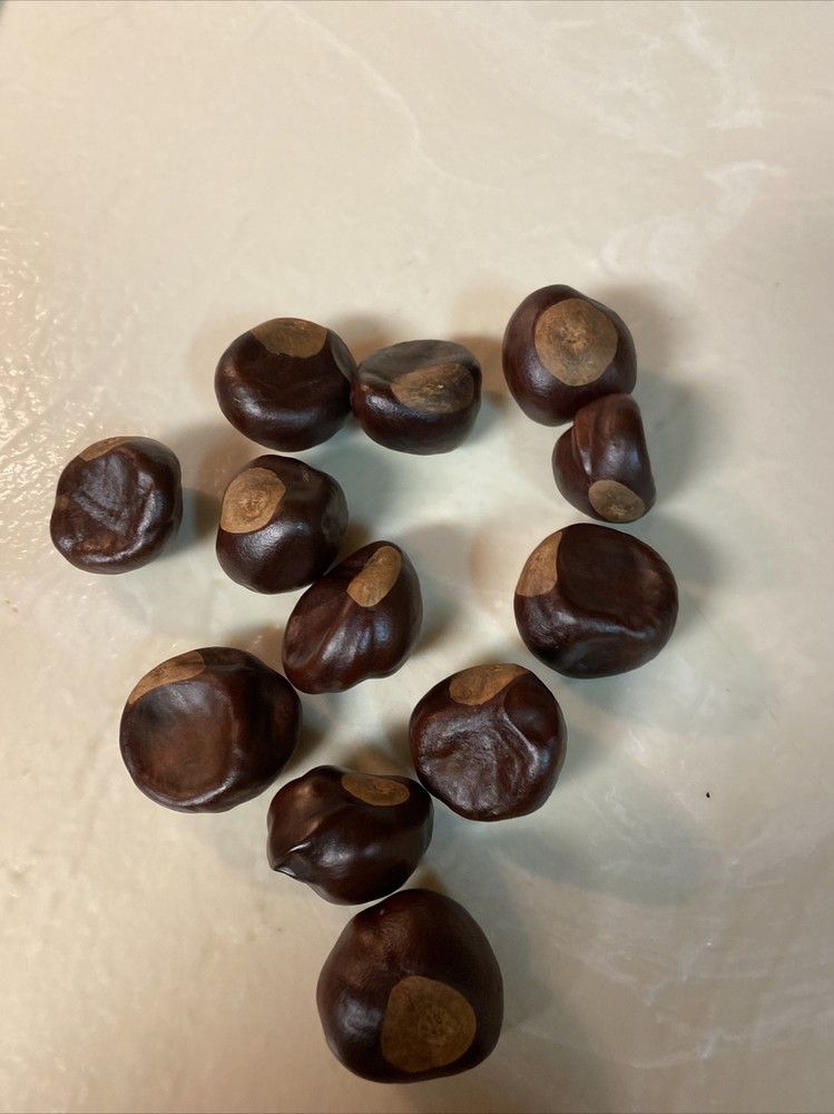 Chestnuts Some Call Buckeyes 12count