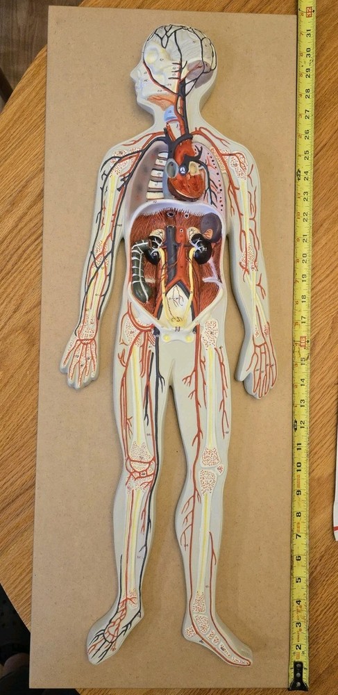 Labs Model, Human Circulatory System, Half-Size, Eisco Labs AM0322AS